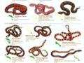 Serpientes de Costa Rica