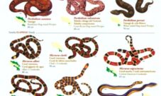 Serpientes de Costa Rica